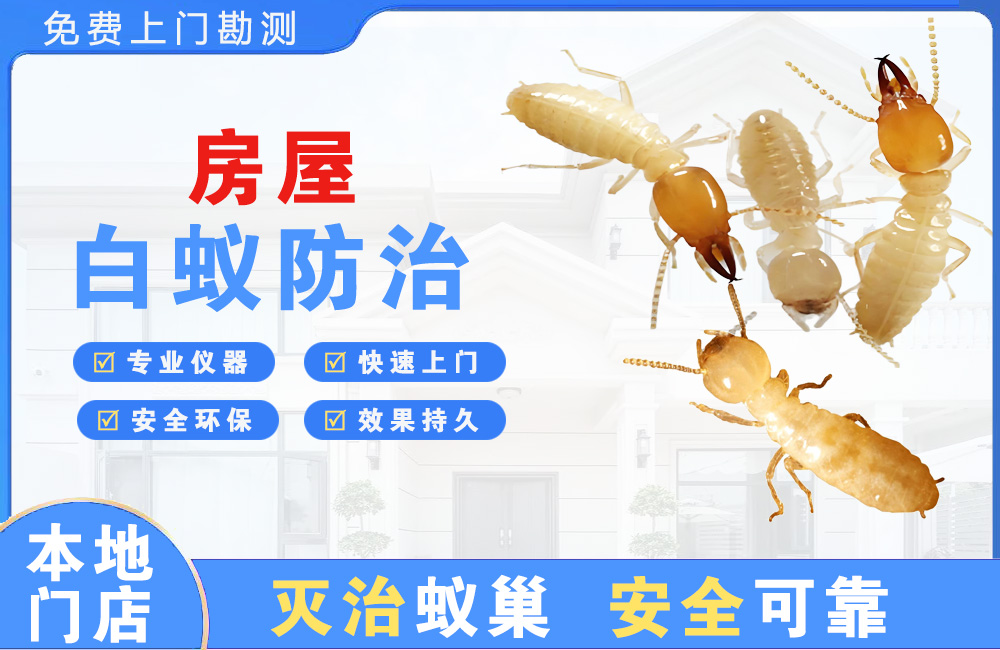 东方房屋白蚁防治